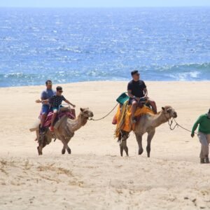 Paseo en Camellos